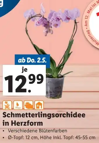 Lidl Schmetterlingsorchidee in Herzform Angebot
