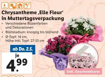 Lidl Chrysantheme, Elle Fleur in Muttertagsverpackung Angebot