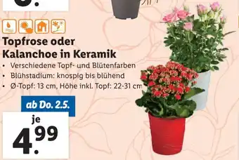 Lidl Topfrose oder Kalanchoe in Keramik Angebot