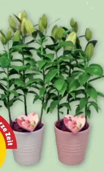 PENNY Orientalische Lilien Angebot