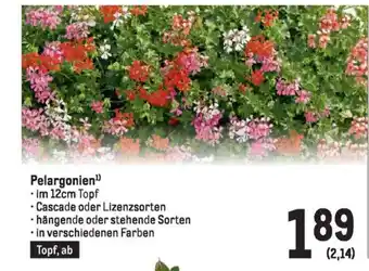 Metro Pelargonien Angebot