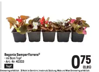 Metro Begonia Semperflorens Angebot