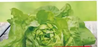 Eurospar Häuptelsalat Angebot