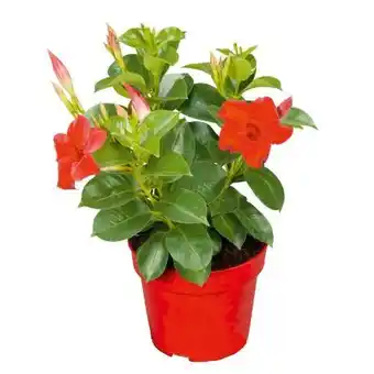 Hellweg Dipladenia Sundaville Angebot