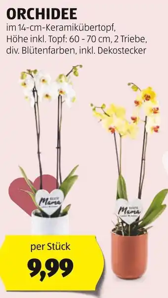 Hofer ORCHIDEE Angebot