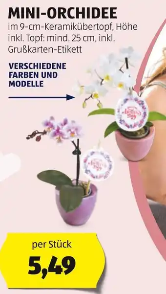 Hofer MINI-ORCHIDEE Angebot