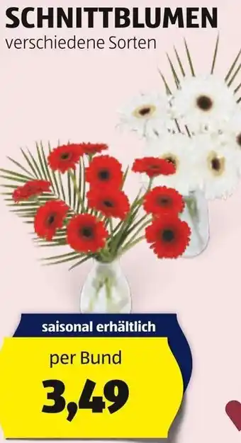 Hofer SCHNITTBLUMEN Angebot