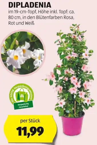 Hofer DIPLADENIA Angebot