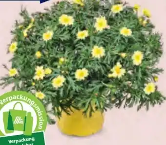 Hofer Margeritenbusch Angebot
