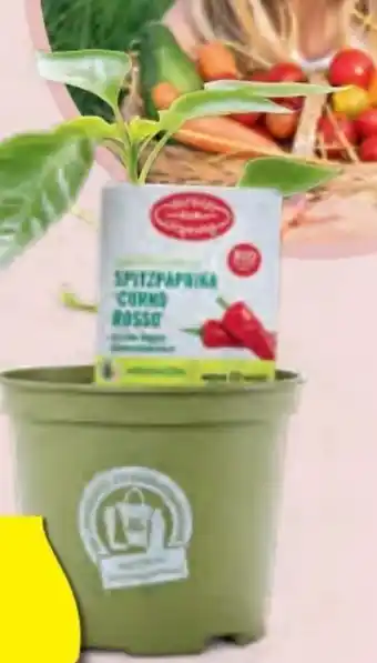 Hofer Bio-Kinder-Snackgemüse Angebot