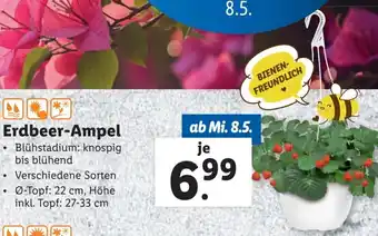 Lidl Erdbeer-Ampel Angebot