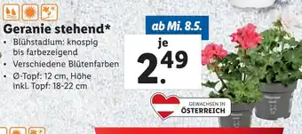 Lidl Geranie stehend Angebot
