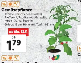 Lidl Gemüsepflanze Angebot