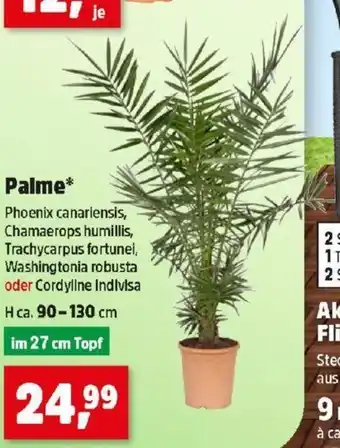 Thomas Philipps Palme Angebot