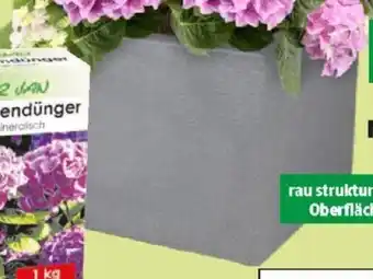 Thomas Philipps Pflanzkübel Kubus Angebot