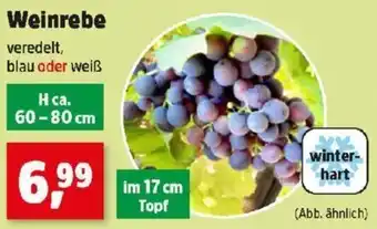 Thomas Philipps Weinrebe Angebot