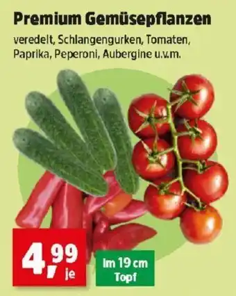 Thomas Philipps Premium Gemüsepflanzen Angebot