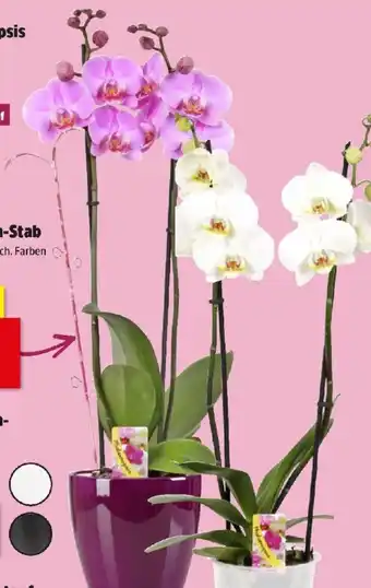 Thomas Philipps Orchidee Phalaenopsis Angebot