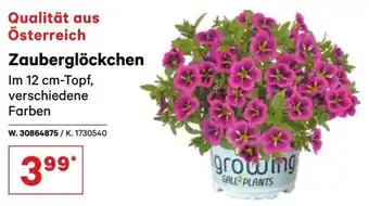 Lagerhaus Zauberglöckchen Angebot