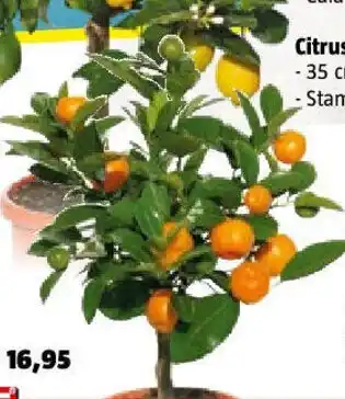 Bauhaus Calamondin-Orange Angebot