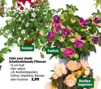 Bauhaus Color your shade Schattenliebende Pflanzen Angebot