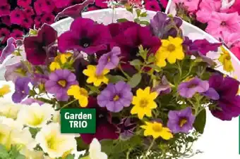 Bauhaus Petunia Trio Mio,Bella Vista Angebot