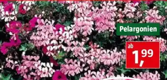 Bauhaus Pelargonien Angebot