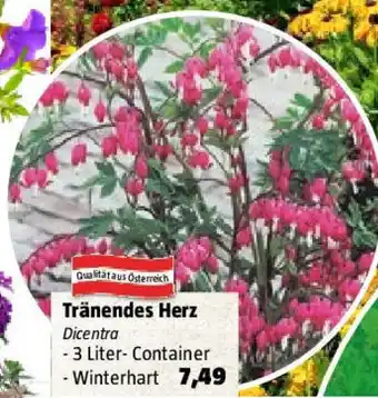 Bauhaus Tränendes Herz Angebot