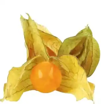 Transgourmet Physalis Angebot