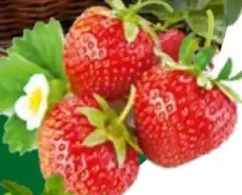 Bauhaus Bio Erdbeeren Pflanzen Angebot