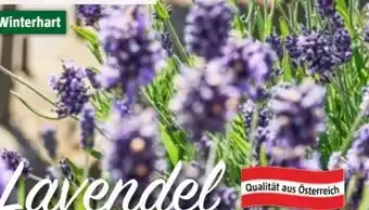 Bauhaus Lavandula Angustifolia Winterhart Angebot