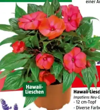 Bauhaus Hawaii Lieschen Angebot