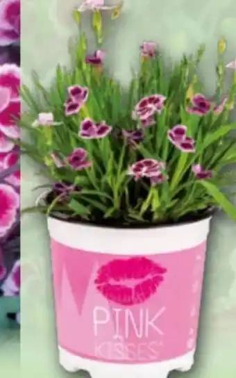 Norma Nelkenschale Pink Kisses Angebot