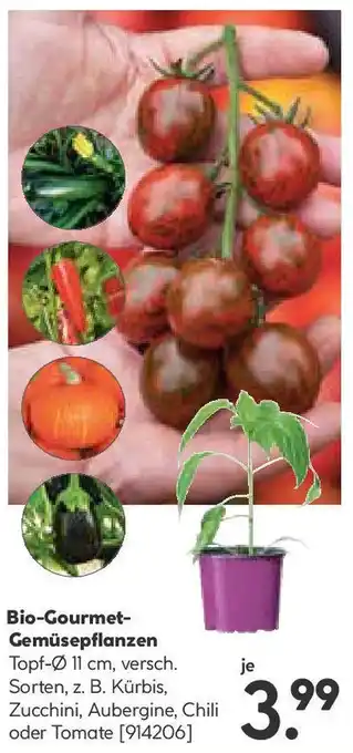 Hellweg Bio-Gourmet- Gemüsepflanzen Angebot