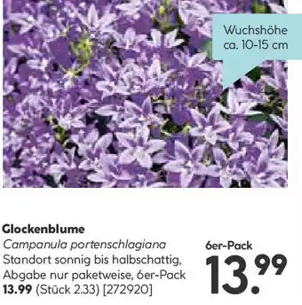 Hellweg Glockenblume Angebot