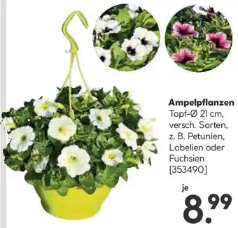 Hellweg Ampelpflanzen Angebot