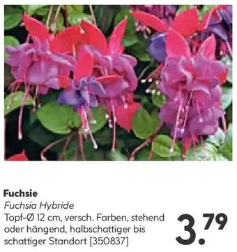 Hellweg Fuchsie Angebot