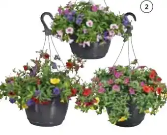 Hellweg Zauberglöckchen-Ampel Angebot