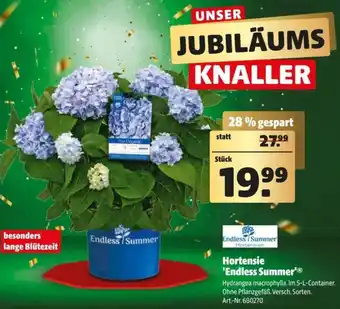 Hagebau Hortensie Endless Summer Angebot