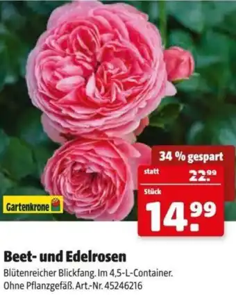 Hagebau Beet-und Edelrosen Angebot