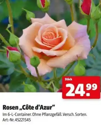 Hagebau Rosen Côte d'Azur Angebot