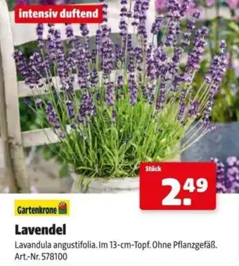 Hagebau Lavendel Angebot