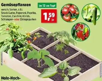 Thomas Philipps Gemüsepflanzen Angebot