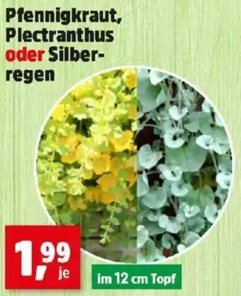 Thomas Philipps Pfennigkraut, Plectranthus oder Silber- regen Angebot