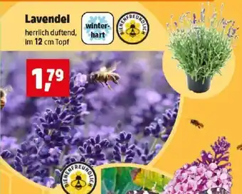 Thomas Philipps Lavendel Angebot