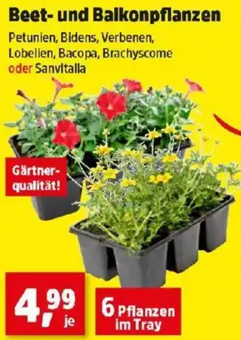 Thomas Philipps Beet- und Balkonpflanzen Angebot