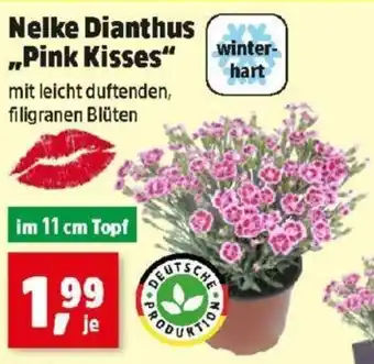 Thomas Philipps Nelke Dianthus Pink Kisses Angebot