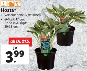 Lidl Hosta Angebot