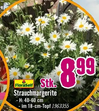 Hornbach Strauchmargerite Angebot