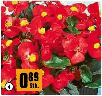 Hornbach Eisbegonien Angebot